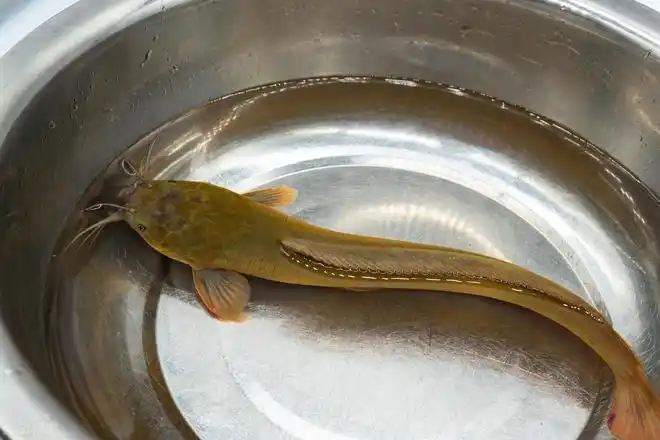 埃及塘角鱼你敢吃么