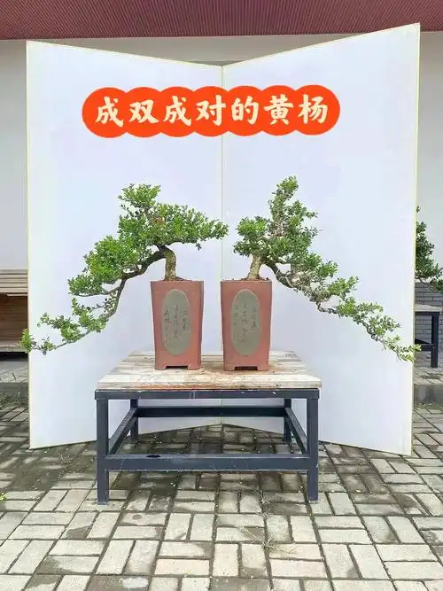 步步高升造型黄杨