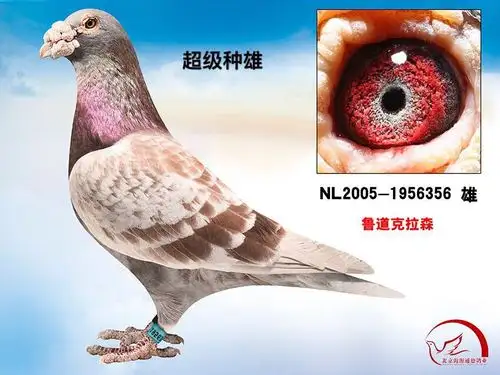 超级种雄-北京海源通德鸽业-中信网爱鸽商城