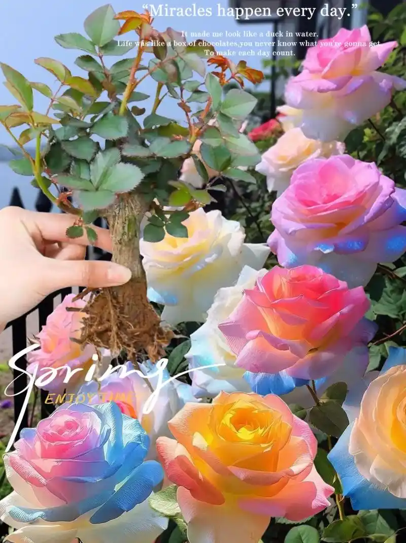 一朵能开出五颜六色的玫瑰花!