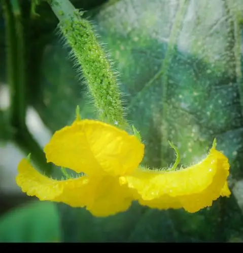 黄瓜雌花