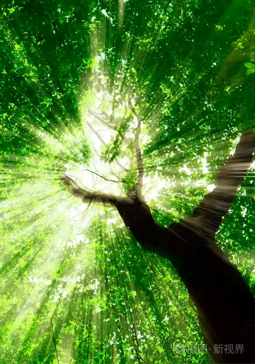 森林树木自然绿色木阳光背景