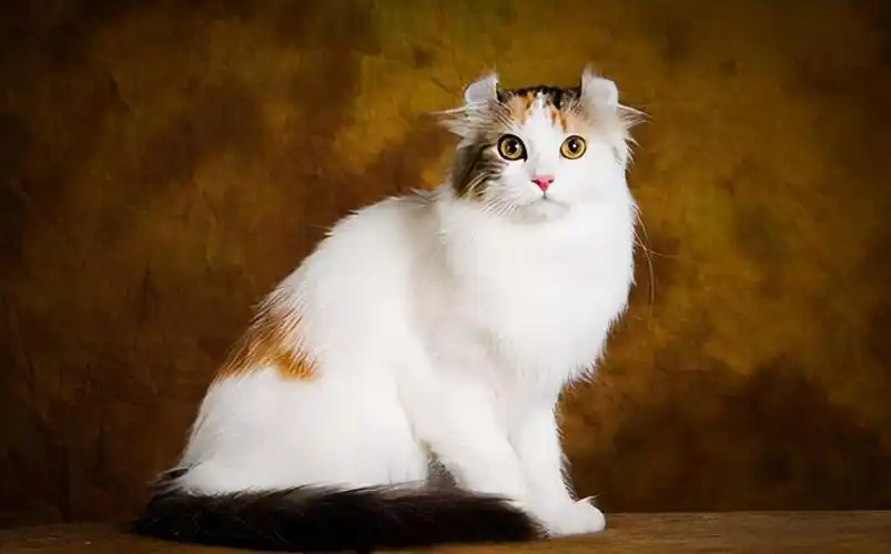 品种溯源识别系列之美国卷耳猫