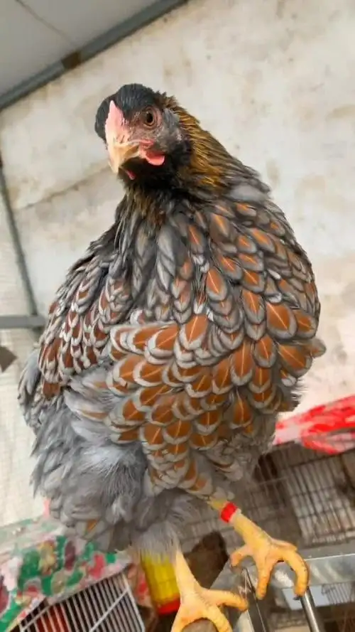 刚买的一只进口观赏鸡,羽毛非常漂亮