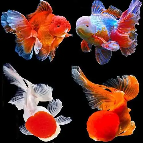 观赏金鱼淡水冷水鱼泰狮红鎏金鸿运当头红狮头碟尾易养宠物鱼