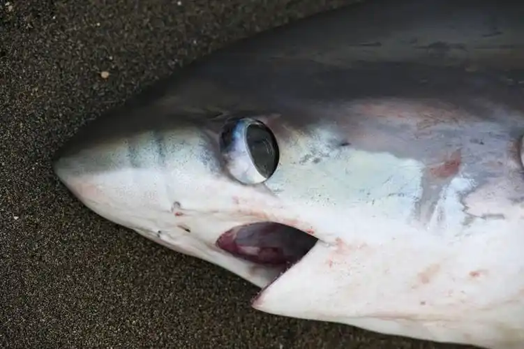 无人,横图,特写,鲨鱼,印度尼西亚,食品,动物,摄影,惊奇,死亡,殒命