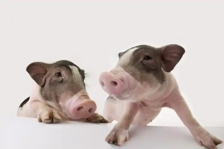 粉红宠物猪图片第1张