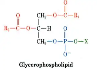 如磷脂酰胆碱,磷脂酰乙醇胺,磷脂酰肌醇,磷脂酰甘油等.