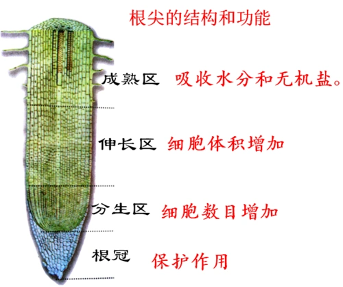植株的生长_根尖的结构和功能