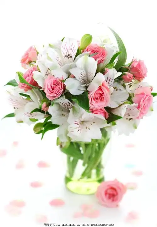 百合花与玫瑰花图片