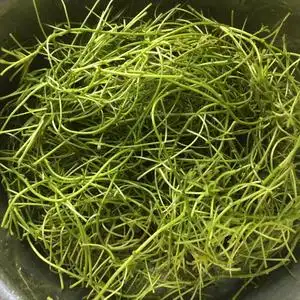 菱角菜 菱角藤 新鲜蔬安徽水栗风乌菱角茎菱秧 野生四角刺菱角菜