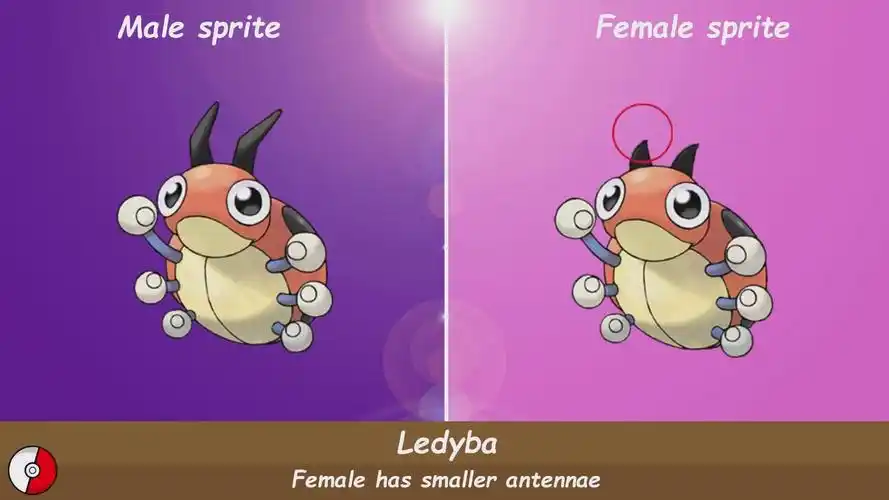 进化成安瓢虫后同理牛蛙君的腮红有差别,雌性的显得小一些天然鸟后背