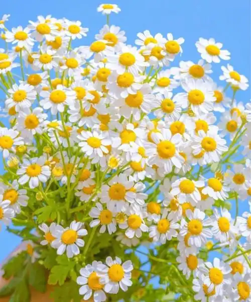 72每日识花72小雏菊