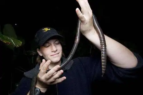 热带地区是巨型蚯蚓的家园,但一项新的研究表明,它们的种类较少.