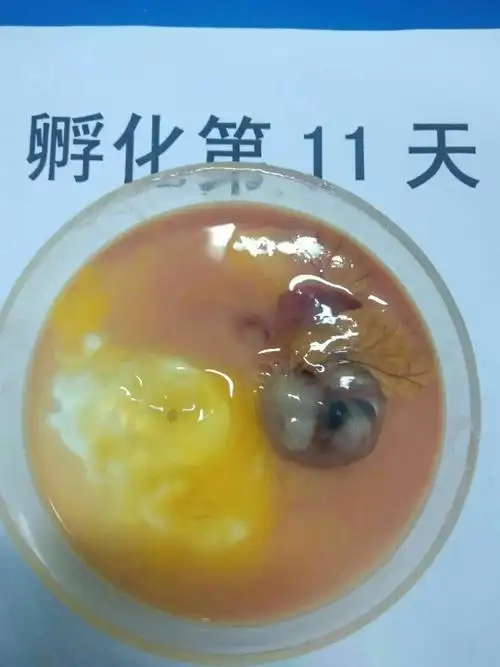 胚胎不同日龄发育情况