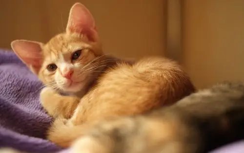 可爱的棕色猫,睡觉,房子 壁纸