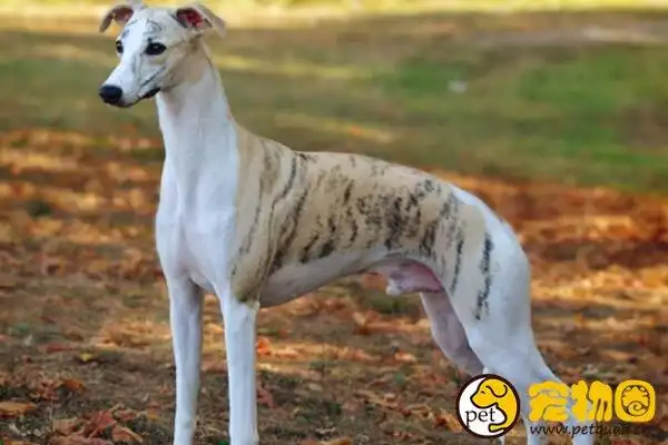 惠比特犬肌肉发达线条优美,家庭犬饲养的最佳选择之一