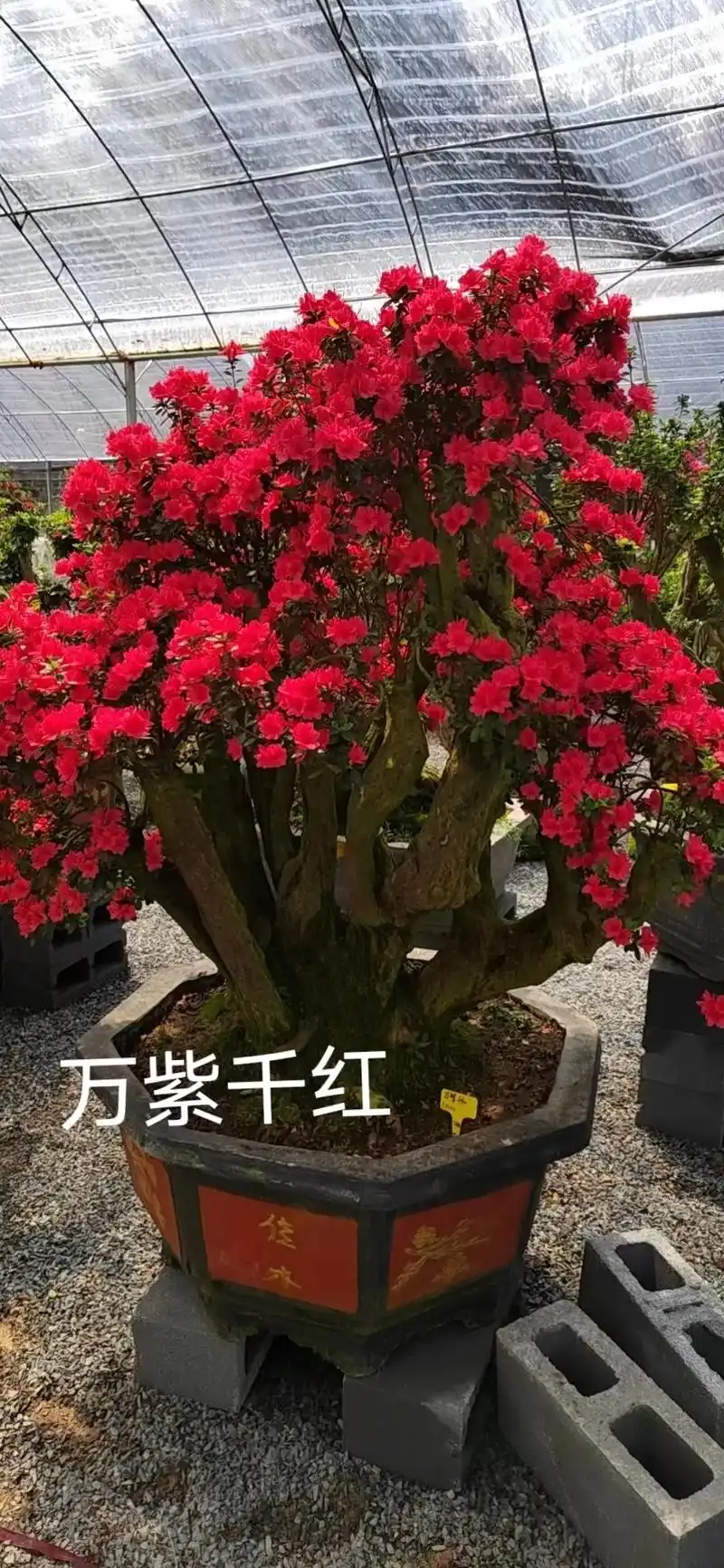 杜鹃花品种有200多种,有日本进口高月品种,久留米杜鹃,安库 - 抖音