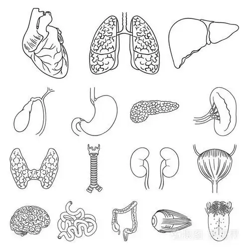 人体器官轮廓图标在集合中用于设计.