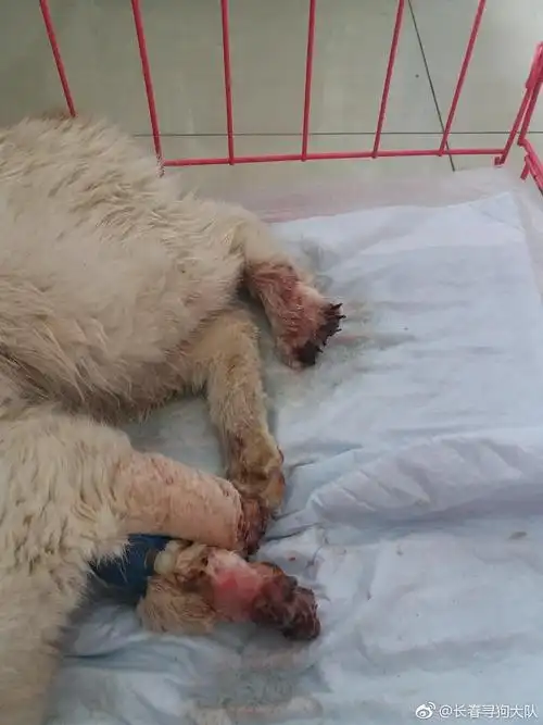 被砍断四肢的猫咪救助以后惨死的结局不如不救