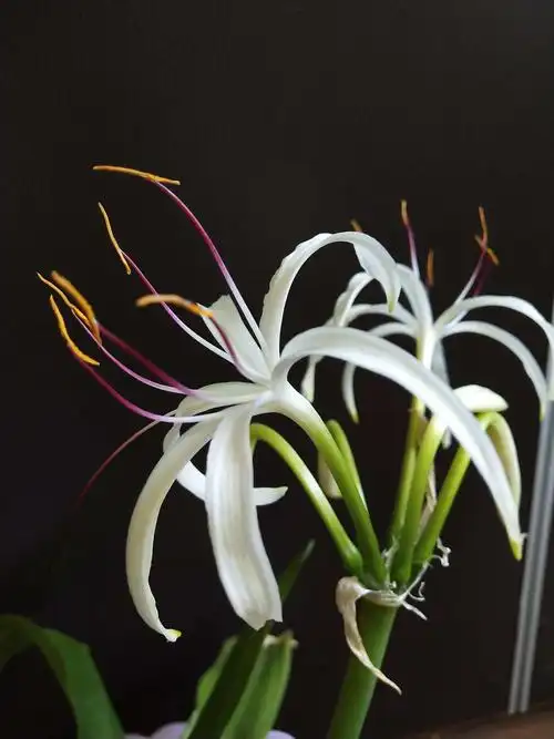 2019年我的文珠兰第一次开花