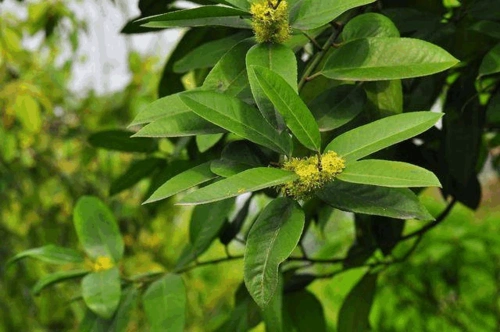 苦丁茶,其它都是草本,就它是乔木.