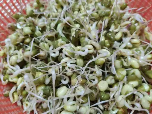 小小豆芽成长记