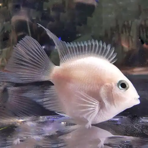 小型观赏迷你鹦鹉鱼宝蓝白金种鱼三湖慈鲷包热带鱼鱼