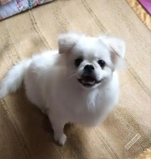 家养博美金巴串求包养,预防针全打完,白色,找真心好主人(感谢得意