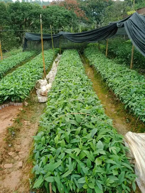 五指毛桃苗 0.5米以下 五指毛桃苗