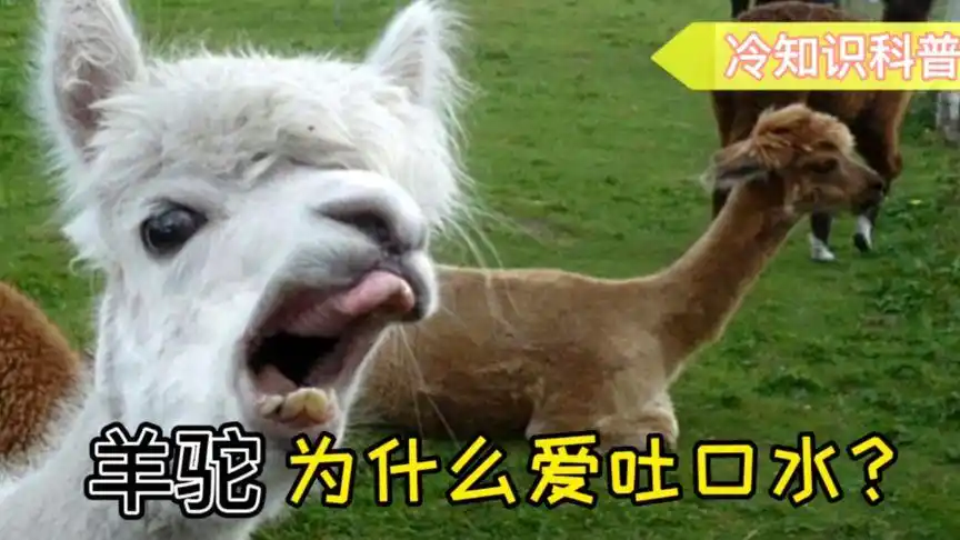 羊驼为什么爱吐口水?搞笑有趣冷知识.萌宠原创科普经典片段