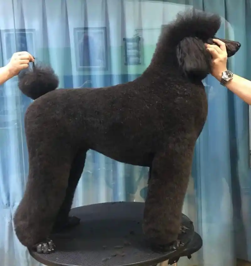 巨贵造型|拉姆装 95 今天美容的两只巨型宝宝～  你喜欢花色还是