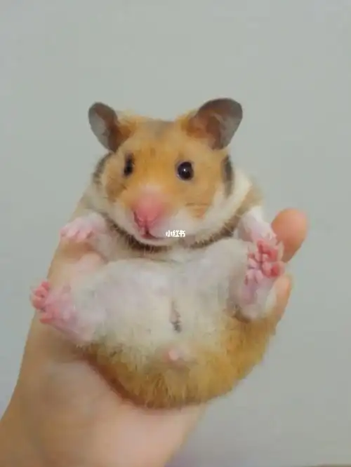 金丝熊免费领养两个月的短毛虎纹妹妹