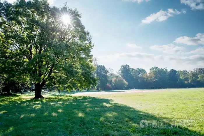 太阳的光芒照耀着我们的一棵大树冠