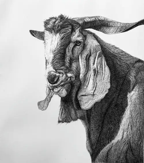 钢笔画～大耳羊|纯艺术|绘画|大kai - 原创作品 - 站酷 (zcool)