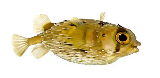 作为多刺 balloonfish-鱼虎也知道长脊柱 porcupinefish照片