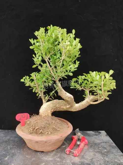 白皮黄杨盆栽 原本造型白皮瓜子黄杨树桩小型耐寒绿植盆景苗皱皮珍珠
