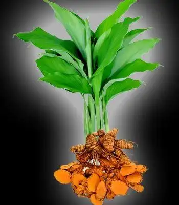 姜黄葛根的功效与作用_球姜黄的功效与作用_姜黄泡酒的功效与作用