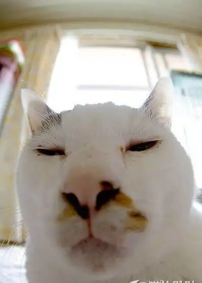 这是我见过最猥琐的猫,没有之一!