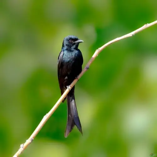 今天的收获——黑卷尾