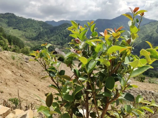 种下油茶树点亮致富梦