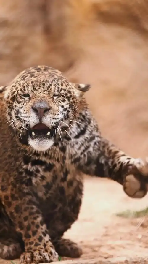 美洲豹duangduang甩泥一身肥肉