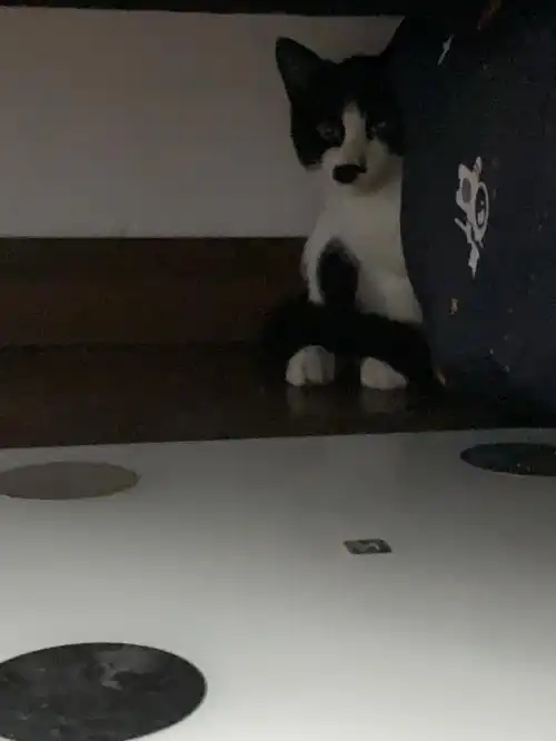 求助/ 被迫家养的小野猫,让他走还是留?