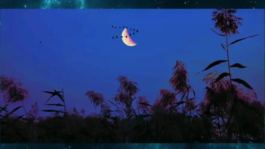 静谧的夜空,虫鸣奏响乐章,月亮,鸿雁,芦苇书写美丽画面.
