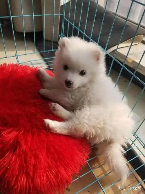 店主说是银狐刚两个月大 我看着又像博美 给各位大神看看一下这个小