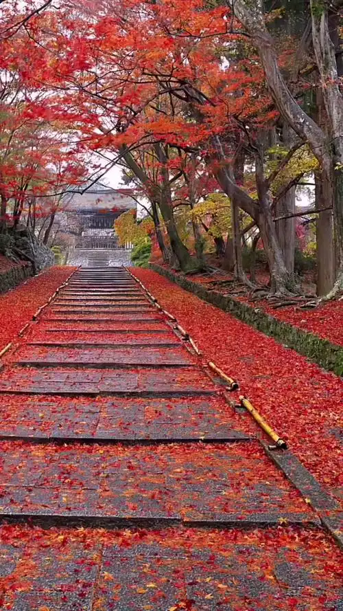 落叶飘去,知相思.春去秋来,意深长.