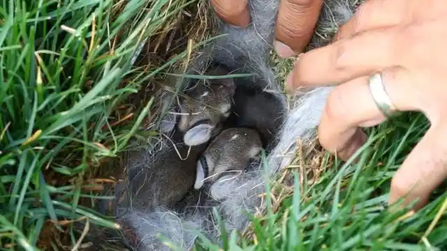 小伙子野外发现一窝野兔,打开看了一眼之后,赶紧盖住离开了!