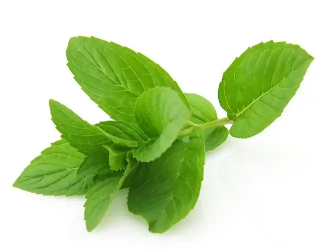 薄荷_清新_高清图片_全景视觉