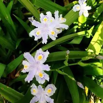 扁竹根-中草药-中医馆【独尊健康中医大数据系统】