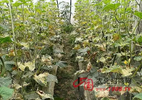 黄瓜立枯病病原